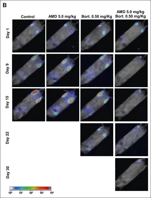 AMD3100 enhances tumor reduction induced by bortezomib in vivo. (B) Representative bioluminescence images of each treatment group with time.
