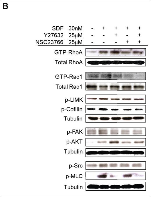 Characterization of the role of RhoA and Rac1 in cytoskeletal signaling. (B) The effect of ROCK and Rac1 inhibitors on the activation of cytoskeletal proteins, detected by immunoblotting.