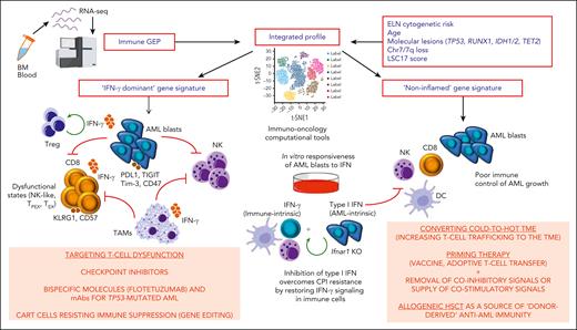 AML immune interplay and potential avenues for clinical translation. Current understanding of T-cell functional states and their effect on AML response to chemotherapy, bispecific molecules, and CPIs. Immune gene expression profiling (bulk and/or scRNA-seq) should be integrated with clinically validated prognosticators, including ELN risk category, LSC17 score, and molecular lesions (TP53, RUNX1, IDH1/2, and TET2 mutational status), to accurately stratify patients with AML into subgroups with substantially different survival probabilities. Patients with an IFN-γ–dominant, immune-enriched TME could be allocated immunotherapies that target AML-induced T-cell dysfunctional states, including T-cell engagers and CPIs. TP53-mutated AML have been shown to respond to a CD123-targeting bispecific molecule. Conversely, patients with a “cold,” immune-depleted profile could benefit from increasing T-cell trafficking to the TME and/or from priming therapies such as vaccines, adoptive T-cell transfer, or allogeneic HSCT. Interventions that balance type I (tumor-cell intrinsic) and type II (immune-cell intrinsic) IFN signaling could be instrumental to overcoming resistance to CPIs and other T-cell–based immunotherapies. In this respect, IFN-I hyporesponsiveness in tumor cells before anti-PD1 treatment has been correlated with long-term survival, as discussed in the main text. Furthermore, abrogating cancer cell IFN-I signaling increases IFN-II signaling in immune cells, thereby expanding T cells toward effector-like functional states. Red arrows denote inhibition; green arrows denote stimulation. GEP, gene expression profiling; LSC17, 17-gene leukemia stem cell; mAbs, monoclonal antibodies; TAM, tumor-associated macrophage.