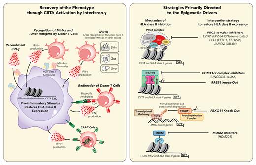 Immunotherapeutic and pharmacologic approaches to restore HLA class II expression and leukemia recognition after allo-HCT. The upper panel shows immunotherapeutic interventions based on IFN-γ, either directly administered or released by immune cells, to recover HLA class II expression via activation of IFN-responsive elements in alternative regulatory regions of CIITA. The recognition by donor T cells (in red) of minor histocompatibility antigens (MiHAs) and tumor antigens on leukemia cells (in violet) upon HLA class I presentation and of HLA class I/II restricted MiHAs on other patient tissues in the setting of GVHD can lead to IFN-γ release. Bispecifics and CAR T cells can have both direct antileukemic effects (redirecting T-cell responses) and indirect effects, which leads to release of IFN-γ and restoration of anti-HLA alloreactivity. The lower panel shows interventions aimed at restoring HLA expression by acting on epigenetic mechanisms that lead to HLA class II downregulation. Reduced accessibility of HLA class II and CIITA genes at the promoter level are mediated by different chromatin regulators, such as PRC2 and CtBP complex, which rely respectively on the methytransferases EZH2 and EHMT1/2 to catalyze the trimethylation Lys-27 (H3K27me3) of histone H3 and the monomethylation and dimethylation of Lys-9 (H3K9me1-2). Targeting the main components of the PRC2 complex, namely EZH2, EED, and JARID2 with the respective inhibitors tazemetostat, EED226, and JIB-04 and EHMT1/2 with UNC0638/A-366, can reinstate HLA class II and CIITA expression. In addition, although RREB1 knockout leads to the activation of both CIITA and HLA class II expression, FBXO11 loss can activate HLA class II genes with no changes in CIITA mRNA levels, thereby blocking CIITA polyubiquitination and proteasomal degradation. Finally, the inhibition of MDM2 ubiquitin ligase by HDM201 also has been shown to induce the upregulation of TRAIL1/2 and HLA class II genes on leukemia cells.