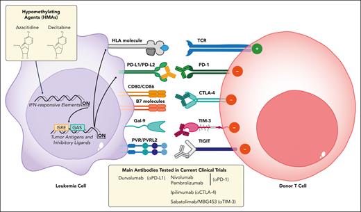 Immune checkpoint blockade to reinstate the GVL effect. Schematic representation of inhibitory-costimulatory immune receptors, their ligands, and the available monoclonal antibodies (MoAbs) to counteract T-cell inhibition. Upregulation of PD-1, CTLA-4, TIM-3, and TIGIT receptors on T cells (in red) mirrors the immunophenotypic changes observed in leukemic blasts (in violet) ligands because PD-L1/PD-L2, CD80/CD86, B7 molecules, Gal-9, and PVR/PVRL-2 and their interactions are responsible for T-cell impairment. Monoclonal antibodies can be used to block these interactions, either in monotherapy or in combination with HMAs (azacitidine, decitabine), which can potentiate these effects through upregulation of the relevant ligands, HLAs, and of tumor antigens in leukemic cells.