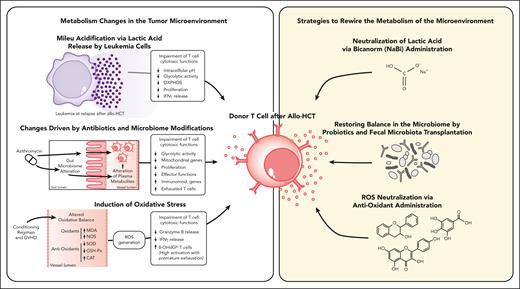Strategies to rewire the metabolic asset of the TME. Schematic illustration of the different metabolic alteration in the TME and the available options to rewire its physiological status. Upon relapse after allo-HCT, AML cells (in violet) can impair donor T-cell (in red) proliferative potential and cytotoxic functions through LA release. Metabolic reprogramming through the administration of Bicanorm (NaBi), which antagonizes LA-induced effects, represent an optimal strategy to restore T-cell fitness and functions. In addition, azithromycin administration is directly involved in T-cell global impairment because it specifically inhibits T-cell effector functions and alters the gut microbiome with defects being associated with specific plasma metabolite signatures and with the accumulation of exhausted T cells. To counteract these effects, administration of probiotics and fecal microbiota transplantation can be useful approaches to restore the composition of the microbiome. The conditioning regimen and GVHD can alter the plasmatic oxidative balance, which can lead to an accumulation of ROS that, in turn, hampers T-cell functions. Administration of antioxidants can be a rational therapeutic approach to decrease ROS levels and reinstate redox balance.