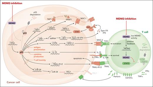 The proposed role of MDM2/p53 in antitumor immunity. MDM2 inhibition and the consecutive increase in p53 lead to enhanced MHC I and II expression, activation of ERV with consecutive double stranded RNA release and type 1 and 3 IFN responses, IL-15 production, and TRAIL-R1/2 transcription in malignant cells. The direct effects of MDM2 inhibition or MDM2 deletion in effector T cells include increased production of perforin and other cytotoxic molecules.