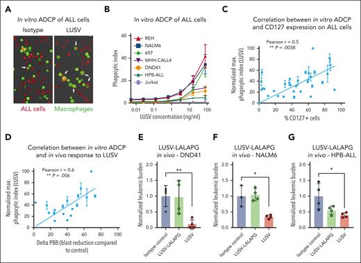 LUSV eradicates ALL cells via ADCP. (A) Representative images of an in vitro ADCP assay with primary human macrophages (labeled in green) on T-ALL PDX cells (labeled in red) after isotype control or LUSV treatment. (B) Level of in vitro human primary macrophage-mediated phagocytosis induced by increasing concentrations of LUSV on BCP- and T-ALL cell lines as indicated. Correlation between the level of in vitro THP1–mediated phagocytosis induced by LUSV treatment and (C) the level of CD127 expression on leukemic cells or with (D) in vivo efficacy of LUSV treatment (difference in PBBs between respective control and LUSV-treated mice, ΔPBB). Correlation P value and r were measured through the Pearson method. (E-G) Normalized in vivo leukemic burden after control, LUSV-LALAPG, or LUSV treatments in mice injected with either the T-ALL cell line DND41 (IL-7R GoF mutated) (E), the BCP-ALL cell line NALM6 (IL-7 unresponsive) (F), or the T-ALL cell line HPB-ALL (IL-7 responsive) (G). Differences in leukemic burden were assessed using the unpaired Student t test. ∗P < .05; ∗∗P < .01.