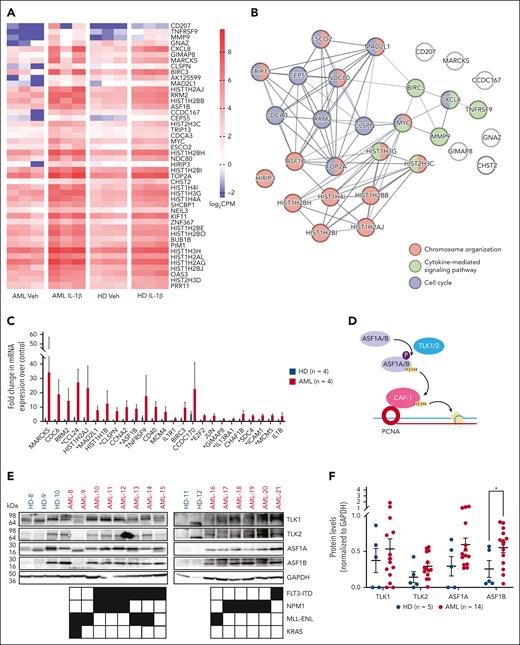 ASF1B is upregulated in AML progenitors upon IL-1β stimulation. (A) RNA-seq analysis was performed using purified CD34+ cells derived from the bone marrow of patients with AML (n = 3) and healthy donors (n = 3). Cells were cultured with 10 ng/mL IL-1β or vehicle control for 2 days. The heat map indicates log2 counts per million (CPM) of differentially expressed genes in vehicle- or IL-1β–treated healthy and AML CD34+ bone marrow cells. (B) STRING-DB network analysis of genes upregulated in IL-1β–treated AML cells vs IL-1β–treated healthy cells. (C) TLDA analysis was performed on AML (n = 4) and healthy CD34+ (n = 4) bone marrow cells treated with or without 10 ng/mL IL-1β for 2 days. The expression of listed genes is shown as a fold difference upon IL-1β stimulation compared with respective vehicle controls in AML and healthy CD34+ bone marrow cells. (D) Schematic representation of the TLK-ASF1 pathway. (E) Immunoblot of TLKs and ASF1s protein expression in CD34+ bone marrow cells from healthy donors (n = 5) and patient-derived AML samples (n = 14) with indicated mutations. (F) Densitometry analysis of the immunoblot is shown and expressed as means ± standard error of the mean (SEM). Student t test was used for statistical analysis. ∗P < .05.