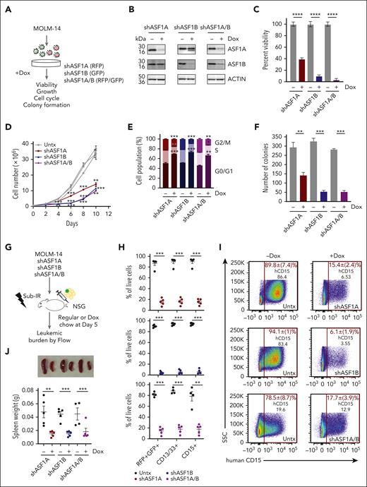 Reduced ASF1 levels suppressed in vitro and in vivo AML growth and leukemia burden using human cells. (A) A schematic representation of a doxycycline-inducible shRNA model targeting ASF1A, ASF1B, or both ASF1A and ASF1B in MOLM-14 cells. (B) MOLM-14 cells were treated with 1 μg/mL doxycycline to induce knockdown for 6 days. The effect of the knockdown was measured by immunoblotting analysis. shRNA expressing cells were kept in doxycycline-containing media throughout the culture. (C) Cell viability of MOLM-14 cells expressing shASF1A, shASF1B, or both was measured by colorimetric (MTS) assays after 6 days of doxycycline-induced knockdown. (D) Cell growth over time of MOLM-14 cells expressing shASF1A, shASF1B, or both was indicated by cell counts. (E) Cell cycle analysis of MOLM-14 cells expressing shASF1A, shASF1B, or both using propidium iodide and flow cytometry after 3 days of doxycycline-induced knockdown. (F) Colony formation assay was assessed by plating MOLM-14 cells expressing shASF1A, shASF1B, or both in the methylcellulose-based medium following doxycycline-induced knockdown for 14 days. (G) MOLM-14 cells expressing shASF1A, shASF1B, or both were xenografted into sublethally irradiated NSG mice, which were randomly divided into 2 groups (n = 4-5 per group) with or without 625 mg/kg doxycycline chow. All the mice were euthanized 18 days after treatment. (H-I) The leukemic burden was determined by GFP and/or RFP positivity, human CD13/CD33, and CD15 positivity using flow cytometry. (J) Spleen weight and representative images of the spleens are shown from each group. Data are expressed as means ± SEM and the Student t tests were used for statistical analyses. ∗∗P < .01 and ∗∗∗P < .001.