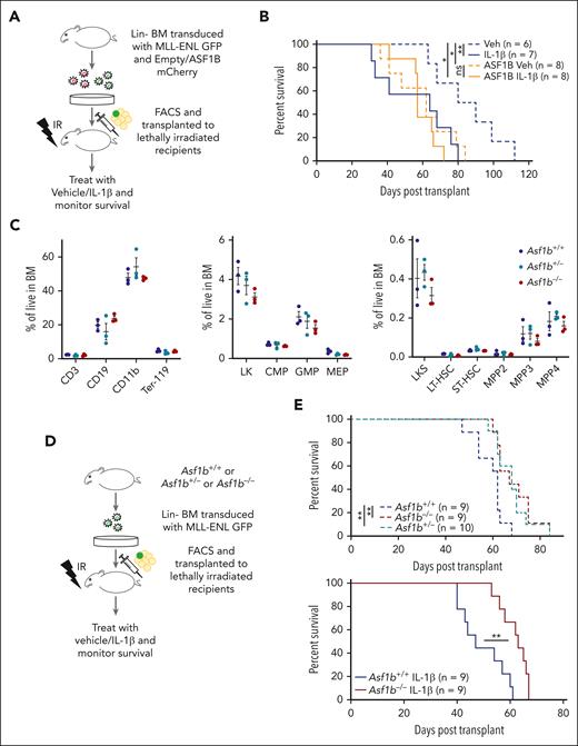 ASF1B potentiated IL-1–driven AML progression in a murine model of leukemia, and the absence of ASF1B attenuated the leukemia progression. (A) A schematic representation of a murine AML bone marrow transduction/transplantation model mimicking ASF1B overexpression. Lineage (Lin−)-depleted wild-type bone marrow cells were transduced with MSCV-IRES-mCherry or MSCV-IRES-ASF1B-mCherry and MSCV-IRES-MLL-ENL-GFP constructs. After 48 hours of transduction, 10 000 sorted mCherry+GFP+ cells and supporting cells were injected into lethally irradiated C57BL/6 recipients. After engraftment confirmation, recipient mice were treated with 0.25 μg IL-1β or vehicle and monitored daily. The recipient mice were euthanized when they appeared moribund or showed signs of sickness. (B) Kaplan-Meier survival curve of recipient mice. The log-rank test was used for statistical analysis. ∗P < .05 and ∗∗P < .01 (C) Immunophenotyping of Asf1b+/+, Asf1b+/−, and Asf1b−/− mice representing different cell populations in the bone marrow. The distribution of stem and progenitor cells in the bone marrow of Asf1b+/+, Asf1b+/−, and Asf1b−/− mice was measured by flow cytometry. (D) A schematic representation of a murine AML bone marrow transduction/transplantation model to study the effect of ASF1B deletion on leukemia progression. Lineage (Lin−)-depleted Asf1b+/+, Asf1b+/−, and Asf1b−/− bone marrow cells were transduced with MSCV-IRES-MLL-ENL-GFP retrovirus. After 48 hours of transduction, 25 000 sorted Lin−GFP+ cells and supporting cells were injected into lethally irradiated C57BL/6 recipients. After engraftment confirmation, recipient mice were treated with 0.25 μg IL-1β or vehicle and monitored daily. (E) Kaplan-Meier survival curve of recipient mice. The log-rank test was used for statistical analysis. ∗∗P < .01.