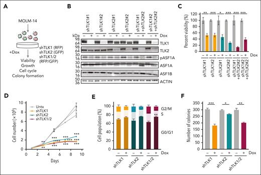 Reduced expression of TLKs suppresses in vitro and in vivo AML growth and leukemia burden using human cells. (A) A schematic representation of a doxycycline-inducible shRNA model targeting TLK1, TLK2, or both TLK1 and TLK2 in MOLM-14 cells. (B) MOLM-14 cells were treated with 1 μg/mL doxycycline for 6 days to induce knockdown. The effect of the knockdown was measured by immunoblotting analysis. (C) Cell viability of MOLM-14 cells expressing shTLK1, shTLK2, or both was measured by colorimetric (MTS) assay after 6 days of doxycycline-induced knockdown. (D) Cell growth over time of MOLM-14 cells expressing shTLK1, shTLK2, or both was indicated by cell counts. (E) Cell cycle analysis of MOLM-14 cells expressing shTLK1, shTLK2, or both using propidium iodide and flow cytometry after 6 days of doxycycline-induced knockdown. (F) Colony formation was assessed by plating cells in methylcellulose-based medium after doxycycline-induced knockdown for 14 days. Data are expressed as means ± SEM. ∗P < .05, ∗∗P < .01, and ∗∗∗P < .001.