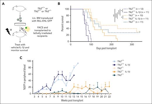 The absence of TLK2 attenuates leukemia burden and IL-1β–driven AML progression in a murine model of leukemia. (A) A schematic representation of a murine AML bone marrow transduction/transplantation model to study the effect of TLK2 deletion on leukemia progression. Lineage-depleted Tlk2+/+, Tlk2+/−, Tlk2−/− bone marrow cells were transduced with MSCV-IRES-MLL-ENL-GFP retrovirus. After 48 hours of transduction, 15 000 sorted Lin−GFP+ cells and supporting cells were injected into lethally irradiated C57BL/6 recipients. After engraftment confirmation, recipient mice were treated with 0.25 μg IL-1β or vehicle and monitored daily. (B) Kaplan-Meier survival curve of recipient mice. The log-rank test was used for statistical analysis. (C) The percentage of leukemic cells in the peripheral blood over time was measured by flow cytometry. ∗P < .05, ∗∗P < .01, and ∗∗∗∗P < .0001.