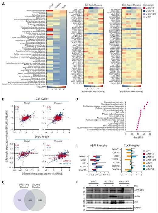 Global proteome and phosphoproteome alterations in AML cells upon ASF1 and TLK depletion. Global proteomics and phosphoproteomics analysis of AML cell line MOLM-14 was performed upon knockdown of ASF1s or TLKs as described in supplemental Figure 6A and “Methods.” (A) STRING-DB Gene Ontology analysis for the biological process for proteins that were significantly downregulated for protein levels or their phosphorylation upon ASF1A/B knockdown (left) compared with nontargeting controls (shNT). Analysis of variance (ANOVA) t test, false discovery rate (FDR) <0.05. Additionally, the top 50 downregulated phosphorylation sites for the proteins associated with cell cycle (middle, GO:0007049) and DNA repair (right, GO:0006281) Gene Ontology terms are shown. Scale bar represents normalized TMT intensity using medium centering approach. If multiple phosphorylation sites of the same protein were observed, only the most downregulated phosphorylation sites were shown in the heat maps. (B) The x-axis corresponds to the normalized TMT intensity with medium centering approach of global or phosphorylated protein of all proteins that were significantly altered in shASF1A/B cells (ANOVA t test, FDR < 0.05), whereas the y-axis shows their normalized TMT intensity in shASF1A, shASF1B, or shNT cells. The correlation coefficients (r) are shown for shASF1A/B cells with shASF1A (red), shASF1B (blue), and shNT (gray) cells within cell cycle and DNA repair Gene Ontology terms. (C) Venn diagram showing the overlap of proteins with reduced phosphorylation in MOLM-14 cells with ASF1A/B or TLK1/2 knockdown. (D) STRING-DB Gene Ontology analysis for the biological process for the 446 proteins with reduced phosphorylation in MOLM-14 cells with both ASF1A/B or TLK1/2 knockdown. (E) Representative phosphorylated DNA damage proteins upon ASF1 and TLK knockdown. (F) Immunoblot of DNA damage and cell cycle–related proteins upon ASF1 and TLK knockdown. TMT, tandem mass tags.