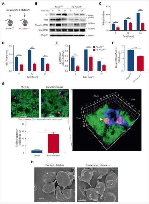 Hepatocyte Notch1 deletion impairs hepatic TPO production in vivo. Normal platelets were desialylated, and a total number of 2.5 × 108 desialylated platelets was infused into Notch1fl/fl and HC Notch1−/− mice (A), followed by isolation of the liver protein (B) to measure the expression of TPO (C), HES5 (D), and phosphorylation of STAT3 (E) by western blot (mean ± SD; n = 3; 2-way ANOVA) or extraction of liver RNA to detect the TPO mRNA level 24 hours after infusion of desialylated platelets (fold change relative to the basal level) by quantitative PCR assay (mean ± SD; n = 3; unpaired student t test) (F). (G) Wild-type mice were IV injected with vehicle or neuraminidase (50 mU/mouse) to induce in vivo desialylation. After 2 hours, liver was isolated for immunostaining of platelets (CD41, red), liver sinusoidal endothelial cells (CD31, blue), or hepatocytes (autofluorescence, green). The images were analyzed by confocal microscopy (100× oil objective). To observe the colocalization of platelets with hepatocytes, 100× 3-dimensional z stacked image was reconstructed. Arrowhead indicates the colocalization of a platelet with hepatocytes. Platelets/hepatocytes colocalization (%) was quantified as the number of colocalized platelets relative to the total number of platelets in each observed field (100×) (mean ± SE; n = 5-6; unpaired student t test). (H) Untreated or desialylated platelets were fixed, dehydrated, dried, and coated with gold, followed by analysis of the structural changes under a scanning electron microscopy (20 000×) (Representative images were shown from 3 independent experiments). ∗P < .05; ∗∗P < .01; ∗∗∗P < .001; ∗∗∗∗P < .0001.