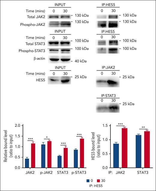 HES5 binds to JAK2/STAT3 in hepatocytes. After treatment with desialylated platelets for 30 minutes, hepatocytes were lysed in NP-40 lysis buffer, followed by immunoprecipitation analysis of the relationship between JAK2/STAT3 and HES5 (representative images from 3 independent experiments). The binding relationship was quantified as a ratio to the respective input. Data were presented as mean ± SD (n = 3) and analyzed by 2-way ANOVA. ∗P < .05; ∗∗P < .01; ∗∗∗P < .001.