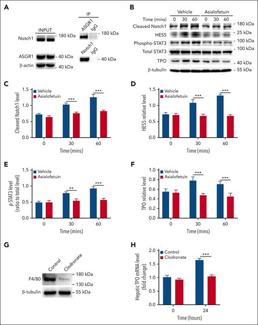 Association of Notch1 with ASGR1 in hepatocytes. (A) The relationship between Notch1 and ASGR1 in hepatocytes were evaluated by immunoprecipitation assay (representative images from 3 independent experiments). (B) Hepatocytes were isolated from wild-type mice, incubated with Asialofetuin (200 μg/mL) for 15 minutes, and then treated with desialylated platelets, followed by measuring Notch1 activation (cleaved Notch1 expression) (C), HES5 expression (D), STAT3 phosphorylation (E), as well as TPO production (F) by western blot (data were shown as mean ± SD; n = 3; 2-way ANOVA). (G) Wild-type mice were IV injected with clodronate liposomes 2 days before infusion of desialylated platelets to deplete macrophage Kupffer cells, and the depletion efficiency was evaluated by measuring the expression of macrophage marker F4/80 in the liver by western blot (representative image was shown from 5 independent experiments). (H) Twenty-four hours after the transfusion of desialylated platelets, liver was isolated to measure TPO mRNA expression by quantitative real-time PCR (mean ± SE; n = 5; 2-way ANOVA). The expression of cleaved Notch1, HES5, and TPO was quantified as a ratio relative to β-tubulin level, and the phosphorylation level of STAT3 was quantified as a ratio relative to total level. Data were shown as mean ± SD (n = 3; 2-way ANOVA). ∗∗P < .01; ∗∗∗P < .001. PCR, polymerase chain reaction.