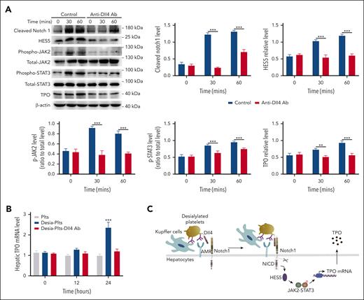 Inhibition of platelet Dll4 reduces hepatocyte Notch1 activation and TPO production. (A) Desialylated platelets were pretreated with Dll4 antibody (1 μg/mL) for 5 minutes and then incubated with hepatocytes for 30 or 60 minutes, followed by measuring Notch1 activation (cleaved Notch1 expression), HES5 expression, phosphorylation of JAK2/STAT3, and TPO level by western blot (mean ± SD; n = 3; 2-way ANOVA). The expression of cleaved Notch1, HES5, and TPO was quantified as a ratio relative to β-actin level, and the phosphorylation level of JAK2 and STAT3 was quantified as a ratio relative to respective total level. (B) Normal platelets (Plts), desialylated platelets (Desia-Plts), or desialylated platelets pretreated with Dll4 antibody (Desia-Plts-Dll4) (all at a total number of 2.5 × 108) were infused into wild-type mice, and at indicated time points, liver was isolated to measure hepatic TPO mRNA by quantitative PCR assay (mean ± SD; n = 3; 2-way ANOVA) (compared with Plts or Desia-Plts-Dll4 group, ∗∗∗P < .001). (C) Schematic outline of the role of Notch1 in the regulation of hepatic TPO production. PCR, polymerase chain reaction.