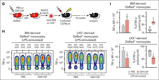 Proinflammatory cytokine response of macrophages derived from GM-CSF–stimulated LKS+ or Lin− progenitors. (A) C57BL/6 mice were IV injected with PBS or 1.5 μg per mouse of GM-CSF and 24 hours later Lin− or LKS+ cells were isolated from the bone marrow and differentiated into macrophages with M-CSF (50 ng/mL) for 6 or 8 days, respectively; TNF-α and IL-6 production was measured by enzyme-linked immunosorbent assay (ELISA) in supernatants upon Pam3CSK4 (Pam3) or LPS stimulation (B) and by intracellular flow cytometry upon LPS stimulation (C). (D) Lin− or LKS+ cells isolated from the bone marrow of mice were cultured in vitro with M-CSF (50 ng/mL) + SCF (20 ng/mL) and stimulated with or without GM-CSF (50 ng/mL). After 24 hours, cells were washed and differentiated into macrophages with M-CSF for 6 or 8 days, respectively; TNF-α and IL-6 production was measured by ELISA in supernatants upon Pam3 or LPS stimulation (E) and by intracellular flow cytometry upon LPS stimulation (F). For the ELISA measurements triplicate samples were analyzed and expressed as means + standard deviation (SD) and for intracellular cytokine measurements mean fluorescence intensity (MFI) is indicated in the histograms; data presented are 1 representative experiment of at least 3 independent experiments. (G) Total bone marrow or LKS+ cells were isolated from 24 hours PBS- or GM-CSF–treated DsRed mice, transplanted into irradiated C57BL/6 recipients, and analyzed 16 weeks after their hematopoietic reconstitution. (H) Bone marrow from 16-week reconstituted mice was obtained, stimulated with LPS for 4 hours and with brefeldin A for the final 3 hours, and TNF-α production was measured in DsRed+ Ly6Chi monocytes (Ly6G− CD11b+ CD115+ Ly6Chi) by intracellular flow cytometry (3 representative mice are shown). (I) Bar graphs for MFIs and box plots for cell percentages are expressed as means + SD (n = 5-6 mice per condition). Statistical significance was assessed by the Student t test (∗P < .05; ∗∗P < .01; ∗∗∗P < .001). mφ, macrophage; unstim., unstimulated.