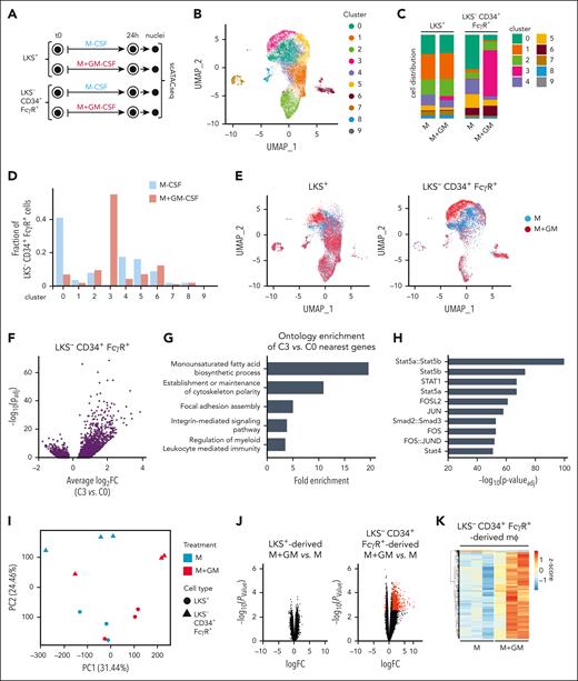 Chromatin accessibility in GM-CSF–stimulated LKS+ and LKS− CD34+ FcγR+ progenitors. (A) LKS− CD34+ FcγR+, or LKS+ cells were isolated from the bone marrow of 10 C57BL/6 mice, cultured with M-CSF (50 ng/mL) + SCF (20 ng/mL) and stimulated with or without GM-CSF (50 ng/mL) for 24 hours, nuclei were extracted, and single-cell assay for transposase-accessible chromatin with high-throughput sequencing (scATAC-seq) was performed. (B) Uniform manifold approximation and projection (UMAP) of scATAC-seq data with 10 clusters identified by K-nearest neighbor approach. (C) Distribution of cells in each cluster within samples. (D) Bar graph for the LKS− CD34+ FcγR+ myeloid progenitors showing the fraction of cells present in each cluster. (E) UMAP of scATAC-seq data separated by sample and treatment condition. (F) Volcano plot of regions that are differentially accessible between cluster 3 and cluster 0. (G) Gene ontology enrichment of 793 genes with 10 kb of 1269 regions with greater accessibility in cluster 3. (H) Top results from motif enrichment analysis within 1269 regions with increased accessibility in cluster 3 compared with cluster 0. (I) Principal component analysis of bulk ATAC-seq–analyzed macrophages derived from M- or M+GM–treated Lin− CD34+ FcγR+ or LKS+ progenitors. (J) Volcano plot of bulk ATAC-seq showing regions that are differentially accessible between M+GM vs M in macrophages derived from LKS− CD34+ FcγR+ or LKS+ cells; statistically significant regions (n = 1299) labeled in red. (K) Heat map of bulk ATAC-seq signal showing differentially accessible regions between macrophages derived from M+GM- vs M-treated Lin− CD34+ FcγR+ cells. Data derived from 3 biological replicates per condition.