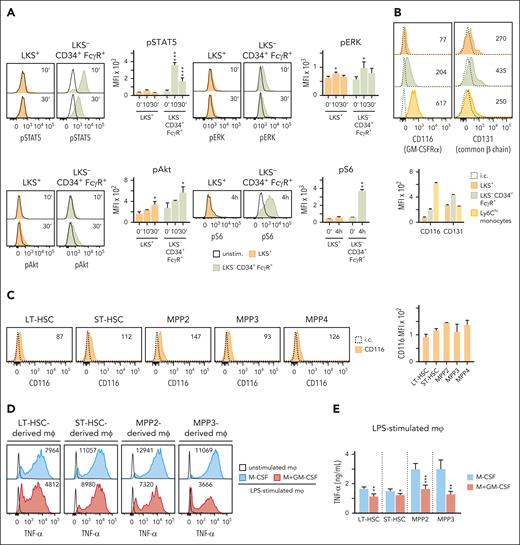 Signaling pathways activated in LKS+ and LKS− CD34+ FcγR+ progenitors in response to GM-CSF. (A) Phosphorylated STAT5 (pSTAT5), ERK (pERK), and Akt (pAkt) were measured by intracellular flow cytometry at 10 and 30 minutes, and S6 (pS6) at 4 hours, in GM-CSF–stimulated (50 ng/mL) LKS+ and LKS− CD34+ FcγR+ progenitors. The expression of CD116 and CD131 was measured on the surface of LKS+ and LKS− CD34+ FcγR+ progenitors and Ly6Chi monocytes (Ly6G− CD11b+ CD115+ Ly6Chi) (B); and on the surface of LT-HSC, ST-HSC, MPP2, MPP3 and MPP4 progenitors (C) by flow cytometry. MFI measurements are means + SD of 3 independent experiments and histograms are from 1 representative experiment. LT-HSC, ST-HSC, MPP2, and MPP3 progenitors isolated from the bone marrow of mice were cultured in vitro with M-CSF (50 ng/mL) + SCF (20 ng/mL) and stimulated with or without GM-CSF (50 ng/mL) for 24 hours, washed and differentiated into macrophages with M-CSF for 8 days (MPP2 and MPP3) or 10 days (LT- and ST-HSCs); TNF-α production was measured by intracellular flow cytometry upon LPS stimulation (D) and by ELISA in supernatants upon LPS stimulation (E). For the ELISA measurements triplicate samples were analyzed and expressed as means + SD and for intracellular cytokine measurements MFI is indicated in the histograms; data presented are 1 representative experiment of at least 3 independent experiments. Statistical significance was assessed by the Student t test (∗P < .05; ∗∗P < .01; ∗∗∗P < .001). i.c., isotype control; unstim., unstimulated.