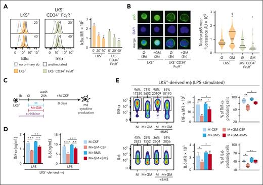 NF-κB activation in LKS+ and LKS− CD34+ FcγR+ progenitors in response to GM-CSF. (A) IκBα was measured by intracellular flow cytometry in LKS+ and LKS− CD34+ FcγR+ progenitors at 20 and 40 minutes upon GM-CSF (50 ng/mL) stimulation. (B) Microphotographs of p65 location (left) and nuclear p65 mean fluorescence quantification (right) by immunofluorescence in LKS+ and LKS− CD34+ FcγR+ cells after 3 hours with or without GM-CSF (50 ng/mL) stimulation; scale bar, 2 μm. (C) LKS+ cells were isolated from the bone marrow of C57BL/6 mice, cultured with M-CSF (50 ng/mL) + SCF (20 ng/mL), and stimulated with or without GM-CSF (50 ng/mL) for 24 hours, the NF-κB inhibitor BMS345541 (2 μM) was added 1 hour before and during the 24 hours of GM-CSF stimulation, cells were washed, and differentiated into macrophages with M-CSF for 8 more days. (D-E) TNF-α and IL-6 production was measured by ELISA in supernatants (D), and by intracellular flow cytometry upon LPS stimulation (E). For the ELISA measurements triplicate samples were analyzed and expressed as means + SD and for intracellular cytokine measurements, percentage of cytokine-producing cells and MFI are indicated in the heatmaps, and bar graphs for MFIs, and box plots for cell percentages are expressed as means + SD. Data presented are 1 representative experiment of at least 3 independent experiments. Statistical significance was assessed by the Student t test and the 1-way analysis of variance (ANOVA) followed by the Dunnett test for multiple comparisons (∗P < .05; ∗∗P < .01; ∗∗∗P < .001). ab, antibody; AU, arbitrary units; BMS, BMS345541; mφ, macrophage.