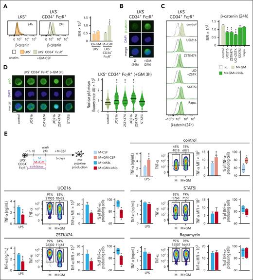 Signaling pathways involved in the accumulation of β-catenin in LKS− CD34+ FcγR+ progenitors in response to GM-CSF. (A) β-catenin was measured by intracellular flow cytometry in LKS+ and LKS− CD34+ FcγR+ progenitors at 24 hours upon GM-CSF (50 ng/mL) stimulation. (B) Microphotographs of β-catenin location by immunofluorescence in LKS− CD34+ FcγR+ cells after 24 hours of GM-CSF (50 ng/mL) stimulation; scale bar, 2 μm. (C) β-catenin was measured by intracellular flow cytometry in LKS− CD34+ FcγR+ progenitors at 24 hours upon GM-CSF (50 ng/mL) stimulation with or without the indicated inhibitors (UO216 10 μM, ZSTK474 1 μM, STAT5i 10 μM and Rapamycin 40 ng/mL) 1 hour before and during stimulation. (D) Microphotographs of p65 location (left) and nuclear p65 mean fluorescence quantification (right) by immunofluorescence in LKS− CD34+ FcγR+ cells after 3 hours of GM-CSF (50 ng/mL) stimulation with or without the indicated inhibitors 1 hour before and during stimulation; scale bar, 2 μm. (E) LKS− CD34+ FcγR+ cells were isolated from the bone marrow of C57BL/6 mice, cultured with M-CSF (50 ng/mL) + SCF (20 ng/mL) and stimulated with or without GM-CSF (50 ng/mL) for 24 hours, the indicated inhibitors or dimethyl sulfoxide control solvent were added 1 hour before and during the 24 hours of GM-CSF stimulation, cells were washed, and differentiated into macrophages with M-CSF for 6 more days. TNF-α production upon LPS stimulation was measured by ELISA in supernatants and by intracellular flow cytometry. For the ELISA measurements triplicate samples were analyzed and expressed as means + SD and for intracellular cytokine measurements, percentage of cytokine-producing cells and MFI are indicated in the heatmaps, and bar graphs for MFIs and box plots for cell percentages are expressed as means + SD. Data presented are 1 representative experiment of at least 3 independent experiments. Statistical significance was assessed by the Student t test and the 1-way ANOVA followed by the Dunnett test for multiple comparisons (∗P < .05; ∗∗P < .01; ∗∗∗P < .001). AU, arbitrary units; i.c., isotype control; Rapa., rapamycin; unstim. or Ø, unstimulated; UO, UO216; ZSTK, ZSTK474.