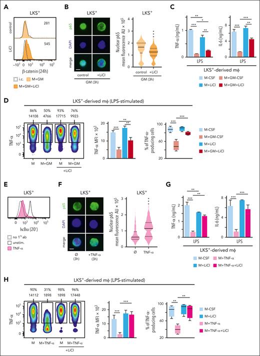 Nuclear NF-κB levels in GM-CSF–stimulated LKS+ cells upon GSK3 inhibition. (A) β-catenin was measured by intracellular flow cytometry in LKS+ progenitors at 24 hours upon GM-CSF (50 ng/mL) stimulation with or without LiCl (10 mM) 1 hour before and during stimulation. (B) Microphotographs of p65 location (left) and nuclear p65 mean fluorescence quantification (right) by immunofluorescence in LKS+ cells after 3 hours of GM-CSF (50 ng/mL) stimulation with or without LiCl 1 hour before and during stimulation; scale bar, 2 μm. (C-D) LKS+ cells were isolated from the bone marrow of C57BL/6 mice, cultured with M-CSF (50 ng/mL) + SCF (20 ng/mL) and stimulated with or without GM-CSF (50 ng/mL) for 24 hours, the GSK3 inhibitor LiCl (10 mM) was added 1 hour before and during the 24 hours of GM-CSF stimulation, cells were washed, and differentiated into macrophages with M-CSF for 8 more days. TNF-α and IL-6 production by macrophages upon LPS stimulation was measured by ELISA in supernatants (C), and TNF-α by intracellular flow cytometry (D). (E) IκBα was measured by intracellular flow cytometry in LKS+ progenitors at 20 minutes upon TNF-α (100 ng/mL) stimulation. (F) Microphotographs of p65 location (left) and nuclear p65 mean fluorescence quantification (right) by immunofluorescence in LKS+ cells after 3 hours with or without TNF-α (100 ng/mL) stimulation; scale bar, 2 μm. (G-H) LKS+ cells were treated as in panels C-D, but using TNF-α (100 ng/mL) for stimulation instead of GM-CSF, and TNF-α and IL-6 production by macrophages upon LPS stimulation was measured by ELISA in supernatants (G), and TNF-α by intracellular flow cytometry (H). For the ELISA measurements triplicate samples were analyzed and expressed as means + SD and for intracellular cytokine measurements, percentage of cytokine-producing cells and MFI is indicated in the heatmaps, and bar graphs for MFIs and box plots for cell percentages are expressed as means + SD. Data presented are 1 representative experiment of at least 3 independent experiments. Statistical significance was assessed by the Student t test and the 1-way ANOVA followed by the Dunnett test for multiple comparisons (∗P < .05, ∗∗P < .01 and ∗∗∗P < .001). AU, arbitrary units; i.c., isotype control; mφ, macrophage.