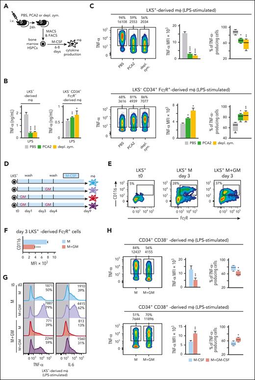HSPC-derived macrophages phenotype in other models of trained immunity, and modulation of inflammatory tolerization. (A) C57BL/6 mice were injected IV with PBS, 1.5 million PCA2 yeasts or 300 μg per mouse of depleted zymosan and 24 hours later LKS− CD34+ FcγR+ or LKS+ cells were isolated from the bone marrow, and differentiated into macrophages with M-CSF (50 ng/mL) for 6 or 8 days, respectively; TNF-α and IL-6 production was measured by ELISA in supernatants upon LPS stimulation (B) and TNF-α by intracellular flow cytometry upon LPS stimulation (C). (D) LKS+ cells isolated from the bone marrow of mice were cultured in vitro with M-CSF (50 ng/mL) + SCF (20 ng/mL) and stimulated with or without GM-CSF (50 ng/mL) for 24 hours, washed, cultured with M-CSF for 2 more days, restimulated with or without GM-CSF (50 ng/mL) for 24 hours, washed, and differentiated into macrophages with M-CSF for 5 more days. (E) Purified LKS+ cells or day 3 LKS+-derived cells, treated or not with GM-CSF for the first 24 hours, were analyzed for FcγR and CD116 expression by flow cytometry. (F) CD116 MFI from LKS+–derived FcγR+ cells are expressed as means + SD. (G) TNF-α and IL-6 production was measured by intracellular flow cytometry in macrophages obtained as in panel D upon 4 hours of LPS stimulation and brefeldin A for the final 1 hour. (H) Human CD34+ CD38− (selected as CD11b− CD10− CD34+ CD38− cells) and CD34+ CD38+ (selected as CD11b− CD10− CD34+ CD38+ CD45RA+ cells), were isolated from human peripheral blood mononuclear cells of human bone marrow, cultured in vitro with hM-CSF (50 ng/mL) + hSCF (50 ng/mL) and stimulated with or without hGM-CSF (50 ng/mL) for 24 hours, washed, differentiated into macrophages with hM-CSF for 14 or 7 days, respectively, and TNF-α production was measured by intracellular flow cytometry upon LPS stimulation. For the ELISA measurements triplicate samples were analyzed and expressed as means + SD and for intracellular cytokine measurements, percentage of cytokine-producing cells and MFI are indicated in the histograms or heatmaps, and bar graphs for MFIs and box plots for cell percentages are expressed as means + SD. Data presented are 1 representative experiment of at least 3 independent experiments. Statistical significance was assessed by the Student t test (∗P < .05; ∗∗P < .01; ∗∗∗P < .001). depl. zym., depleted zymosan; mφ, macrophage.
