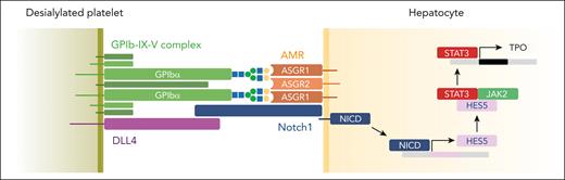 Hepatic Notch 1 and platelet DLL4 are key regulators of TPO production downstream of the AMR. Notch 1 associates with the AMR subunit ASGR1 on hepatocytes. As circulating platelets age and lose sialic acid, desialylated GPIbα and DLL4 are recognized by the hepatic AMR and Notch 1, respectively. This recognition triggers an increase in HES5 mRNA expression. HES5 then associates with JAK2 and STAT3, promoting their phosphorylation and activation, ultimately resulting in an upregulation of hepatic TPO mRNA expression. NICD, Notch 1 intracellular domain.