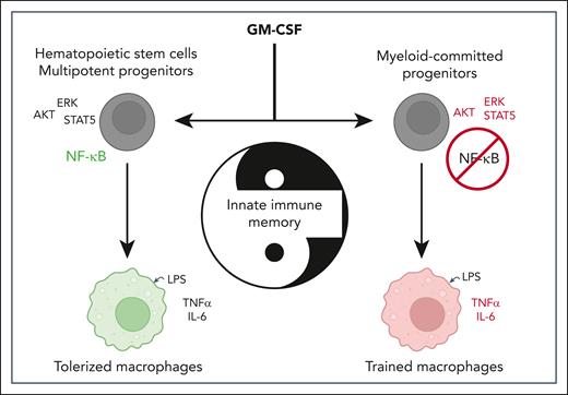 GM-CSF signaling strength drives distinct NF-κB responses in the hematopoietic hierarchy, thereby leading to the establishment of divergent innate immune memory programs. IL6, interleukin 6; TNFα, tumor necrosis factor α.