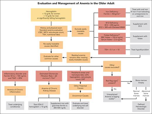 Algorithm for evaluation and treatment of anemia in older adults. The evaluation and management of anemia in the older adult start with a standard anemia evaluation to exclude easily treatable causes such as nutritional deficiencies and thyroid disease. If easily treatable causes are excluded or residual anemia remains after treatment, then continue to evaluate for other causes of anemia. If all other causes of anemia are excluded, then the patient may meet criteria for UAA. ∗Ferritin levels increase with age and patients with conditions such as chronic heart failure or inflammatory disorders may experience absolute iron deficiency at ferritin levels up to 100 μg/L and as high as 300 μg/L if the TSAT is <20%. ∗∗Folate is an uncommon cause of nutritional deficiencies but can be seen in patients with excessive alcohol use and poor nutrient intake. †Red-flag signs include a MCV of >96 fL, an absolute neutrophil count of <1000 cells/μL, platelet count of <120 × 109/L, a family history of blood cancers, abnormal peripheral smear, significant anemia at <9 g/dL, and worsening unexplained anemia. ††Overlap exists between UAA and ICUS. UAA is a diagnosis of exclusion, made only in older adults, whereas ICUS may be diagnosed in patients of any age with ≥1 cytopenia and clonal hematopoiesis with VAF of ≤2%. We favor UAA categorization in cases with mild anemia (often hemoglobin of <2 g/dL below lower limit of normal), no other cytopenia, no other cause, and if blood and/or BM testing is performed, absence of dyspoiesis or hematologic malignancy. DAT, direct antiglobulin test; MMA, methylmalonic acid.