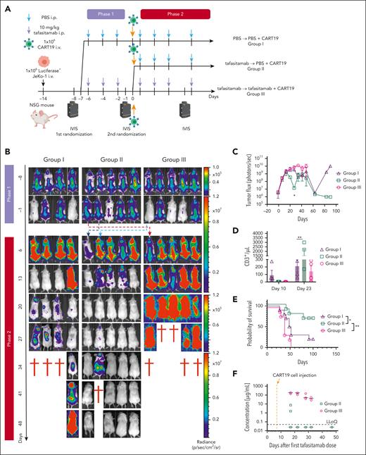 CART19 in tafasitamab-pretreated mice shows a better antitumor response. (A) Treatment schema. NSG mice were inoculated with luciferase+ JeKo-1 on day −14, and tumor burden was analyzed using BLI on day −6. Mice were randomized according to their tumor burden to receive 10 mg/kg per day tafasitamab (IP, 10 mice) or PBS vehicle control (IP, 5 mice, group 1). Tumor burden was reassessed by BLI on day −1, and tafasitamab-treated mice were randomized to tafasitamab discontinuous (5 mice, group 2) or continuous (5 mice, group 3) groups. (B-C) BLI analysis. Group 2, mice pretreated with tafasitamab before CART19 cell injection, demonstrated better tumor control than those in groups 1 or 3 (∗P < .05, 2-way ANOVA). (D) CART19 cell expansion in vivo. Peripheral blood (PB) was collected on days 11 and 23 after the CART19 infusion to analyze the expansion of CART19. Group 2 showed late-onset CART19 expansion (∗∗P < .01, 2-way ANOVA). (E) Overall survival curve. Group 2 showed superior overall survival compared with groups 1 or 3 (∗P < .05, ∗∗P < .01, log-rank test, group 2 vs group 3; HR, 0.166; 95% CI, 0.04991-0.5515, group 2 vs 1 HR, 0.294; 95% CI, 0.08938-0.9671). (F) Pharmacokinetic analysis. Serial PB sampling was performed 17, 22, 28, 32, and 47 days after the first tafasitamab administration. The serum levels of tafasitamab were measured using an electrochemiluminescence (ECLA) assay.