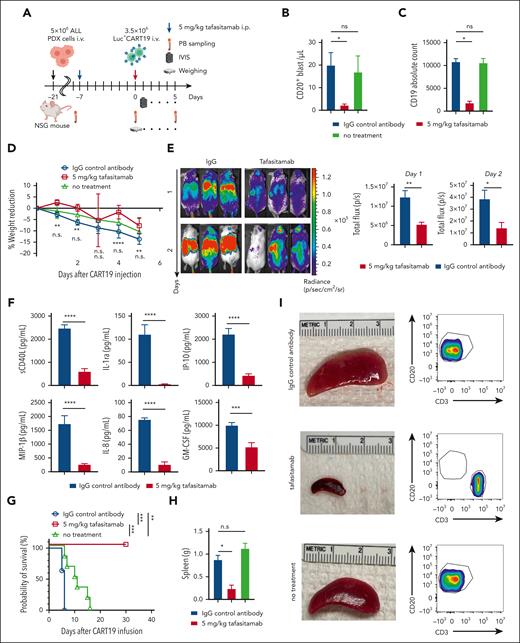Sequential therapy with tafasitamab and CART19 cell decreased the severity of CRS and increased the antitumor effect of CART19. (A) Experimental scheme. NSG mice were first treated with 30 mg/kg of busulfan via IP injection. After 24 hours, the mice were injected with 5 × 106 of leukemic blasts derived from patients with R/R ALL. The mice were then monitored for tumor burden via PB sampling. Once human CD45+ cells within mouse blood reached >10 cells per μL, the mice were randomized according to the burden of human CD45+ cells to receive (1) IgG control or (2) 5 mg tafasitamab on day −7. Tafasitamab and IgG controls were administered via IP injection. On day 0, IgG control and tafasitamab groups received 3.5 × 106 of luciferase+ CART19. The expansion of CART19 was monitored via serial BLI, and CRS was monitored through the weight and well-being of the mice. (B) Mice were bled before CART19 cell infusion, and the tumor burden was reassessed. The leukemic blasts were determined by human CD45+, mouse CD45−, and human CD20+ cells (∗P < .05, t test: n = 3-6 per group). (C) CD19 expression in leukemic blasts was assessed using flow cytometry. CD19 absolute counts were determined using Quantum Simply Cellular kits (∗P < .05, t test: n = 3-5 per group). (D) The percentage reduction in the weights from baseline is shown. The first and second asterisks or “n.s.” are showing the statistical comparisons between IgG control vs 5 mg/kg tafasitamab at day −7 or IgG control vs untreated xenografts, respectively ∗∗P < .01, ∗∗∗∗P < .0001, 2-way ANOVA). (E) Analysis of CART19 cell expansion in vivo. IgG control and tafasitamab groups were imaged with bioluminescence on days 1 and 2 (∗P < .05, ∗∗P < .01, t test). (F) On day 4 of CART19 treatment, mice were bled and cytokines were analyzed with multiplex (∗∗∗P < .001, ∗∗∗∗P < .0001, t test). (G) Kaplan-Meier curve is shown. IgG control vs 5 mg/kg tafasitamab at day −7 HR, 17.81; 95% CI, 3.805 to 83.40; ∗∗P = .0003 (log-rank test), 5 mg/kg tafasitamab vs untreated xenografts, 0.04569; 95% CI, 0.008027 to 0.2601; ∗∗∗P = .0005 (log-rank test), IgG control vs untreated xenografts HR, 13.64; 95% CI, 2.855 to 65.17, ∗∗P = .0011 (log-rank test). (H) The weights of spleens are shown. At the end of the experiments, the mice were euthanized and the spleens were harvested (∗P < .05, 1-way ANOVA). (I) The sizes of spleens are shown. Splenic cells were analyzed using flow cytometry. Leukemic blasts and CART19 were defined as human CD45+, mouse CD45−, human CD20+, and human CD45+, mouse CD45−, human CD3+, respectively.