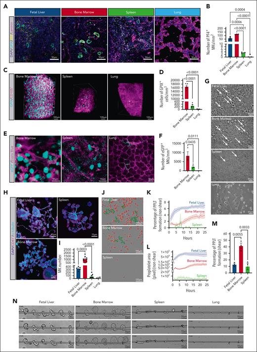 In situ fluorescence labeling, light sheet fluoresence microscopy (LSFM), 2-photon intravital microscopy (2PIVM), and ex vivo proplatelet assays demonstrate that the bone marrow is the primary site of megakaryopoiesis in adult mice. (A) Micrographs of cryosections obtained from mouse fetal liver, bone marrow, spleen, and lung, respectively. Blue, 4′,6-diamidino-2-phenylindole (DAPI); cyan, glycoprotein IX (GPIX); yellow, platelet factor 4 (PF4); and magenta, laminin. Scale bars represent 50 μm. (B) Quantitative analysis of MK count within whole organ cryosections (PF4) MK/mm2; blue, fetal liver; red, bone marrow; green, spleen; and light blue, lung. (C) Reconstruction of LSFM data of femoral bone marrow, spleen, and lung tissues. MKs are depicted in cyan (anti-GPIX) and vessels in magenta (anti-CD105); scale bars represent 100 μm. (D) Quantification of MK (GPIX+ > 16 μm) numbers per mm³ in the adult mouse bone marrow, spleen, and lung; bar graphs represent mean ± standard deviation. Red, bone marrow; green, spleen; and light blue, lung. (E) Representative images of 2PIVM data of adult mouse bone marrow, spleen, and lung tissues. MKs (eGFP+ > 16 μm) are depicted in cyan and vessels in magenta (Evans blue; scale bars represent 50 μm). (F) Quantification of 2PIVM data shows an average number of MKs per mouse. Red, bone marrow; green, spleen; and light blue, lung. (G) Representative brightfield images of day 4 mouse fetal liver, bone marrow, spleen, and lung cultures pregradient. White arrows indicate MKs. Scale bars represent 50 μm. (H) Representative micrographs of proplatelet-forming MKs differentiated ex vivo from mouse fetal liver, bone marrow, and spleen progenitors. Blue, DAPI; magenta, CD41+; cyan, α-tubulin. Scale bars represent 10 μm. (I) Quantitative analysis of MK counts on day 4 MKs differentiated ex vivo; blue, fetal liver; red, bone marrow; green, spleen; and light blue, lung. (J) Representative phase contrast images of proplatelet-forming MKs from multiple tissues at 24 hours time points. Red, MKs; green, proplatelet extensions. Scale bars represent 100 μm. (K) Quantitative analysis of the percentage of MKs forming proplatelets; blue, fetal liver; red, bone marrow; and green, spleen. (L) Total proplatelet area of MKs forming proplatelets; blue, fetal liver; red, bone marrow; and green, spleen. (M) Percentage of MKs forming proplatelets in shear conditions. Blue, fetal liver; red, bone marrow; and green, spleen. (N) Representative panels of shear-driven proplatelet formation and extension in a microfluidic device over time for ex vivo differentiated MKs from multiple tissues. The time scale is T = 0 minute → 4 minutes. Scale bars represent 50 μm. Unless otherwise stated, all data sets are shown as mean ± standard error of the mean; graphs represent data from a minimum of 3 independent mice. Statistics were performed with 1-way analysis of variance with Tukey multiple comparisons test at 95% CI.