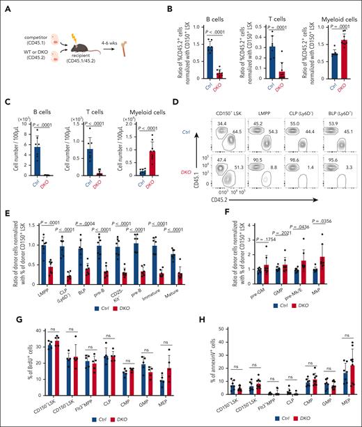 Reg1 and Reg3 are essential for early stage lymphopoiesis in a cell-intrinsic manner. (A-F) Competitive FL transplantation. (A) Experimental workflow of competitive transplantation using FL cells (E15.5). (B-C) Relative frequencies and cell numbers of donor immune cells in the peripheral blood. (B) Each dot represents the ratio of the percentage of CD45.2 in each population to the percentage of CD45.2 in SLAM+ Lin–Sca1+Kit+ (LSK) from recipient mice. Donor B cells, T cells, and myeloid cells were defined as CD45.2+ B220+CD19+ cells, CD4/8+TCRβ+ cells, and CD11b+ cells, respectively. (D) Representative flow cytometric plots of CD45.1 and CD45.2 expression gated on CD150+ LSK, LMPP (Flt3hiLSK), CLP (Ly6D–Flt3+IL-7Rα+Sca1dullKitdull), and BLP (Ly6D+Flt3+IL-7Rα+Sca1dullKitdull). Numbers in plots indicate the percentage of CD45.1+ or CD45.2+ cells. (E-F) Relative frequencies of each population in the BM. Each dot represents the ratio of the percentage of CD45.2 in each population to the percentage of CD45.2 in CD150+ LSK from recipient mice. (G-H) in vivo BrdU incorporation and annexin V staining in CD150+ LSK, CD150– LSK, Flt3+ MPP, CLP, CMP, GMP, and MEP in the BM of mice competitively transplanted with FL cells, as in panel A. (E-F) Data are a composite of 3 independent experiments. (G-H) Data are representative from 3 independent experiments. Data are presented as mean ± standard deviation (SD) (B-C,E-H). Statistical significance was calculated by unpaired 2-tailed Student t test (B-C,E-H). BrdU, Bromodeoxyuridine; BLP, B-cell-biased lymphoid progenitor; CLP, common lymphoid progenitor; CMP, granulocyte-monocyte progenitor; GMP, granulocyte-monocyte progenitor; MEP, megakaryocyte–erythroid progenitor; LMPP, lymphoid primed multipotent progenitor; ns, not significant.