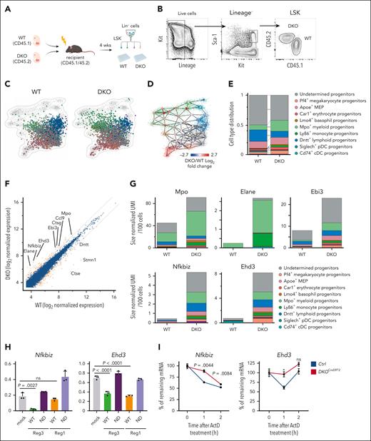 Reg1 and Reg3 control lineage biases within HSPCs. (A) Schematic representation of experimental strategy for single-cell sorting. (B) Gating strategy for WT and Reg1–/–Reg3–/– (DKO) LSK cells sorted from the identical mouse receiving WT (CD45.1) and DKO (CD45.2) FL cells. (C) A 2-dimensional projection of 2241 single cells sorted from WT (CD45.1) LSK and 2242 single cells from DKO (CD45.2) LSK onto the reference model. Cells are colored according to assignment to reference model meta cells (see “Methods”). (D) Difference in meta-cell abundance between single cells sorted from DKO and WT mice. Each circle represents a reference meta cell. Circle color represents log2 (fold change) in meta-cell abundance between the 2 genetic backgrounds. (E) Cell type distribution of single cells sorted from WT and DKO mice. ∗P < .05; ∗∗P < .001; ∗∗∗P < .00001. (F) Differential gene expression between pooled cells from DKO cells compared with WT cells. Gold dots indicate differentially expressed genes (FDR corrected P < .001 under χ2 test) with fold change >2. Diagonal lines show log2 (fold change) = −1 or 1. Values represent log2 size–normalized expression. (G) Total expression of specific genes in different genetic backgrounds. Values represent size-normalized total transcripts per 100 cells. Colors represent relative contribution from the different hematopoietic core subsets. (H) Luciferase activity was assessed by using pGL3 plasmids containing the 3’ UTR of Nfkbiz and Ehd3, together with mock or plasmids for WT or nuclease-dead mutant for Reg1 and Reg3 (n = 3 each). Data are representative of at least 3 independent experiments. (I) mRNA stability of Nfkbiz and Ehd3 in Lin– cells from control and DKOCreERT2 mice. Cells were stimulated with IL-1β for 2 hours, followed by addition of actinomycin D (ActD). The remaining transcripts relative to the 0-hour time point were measured by quantitative RT-PCR. Data are representative of 2 independent experiments (H-I). Data are presented as mean ± SD (H) or ± standard error of the mean (I). Statistical significance was calculated by 2-tailed Fisher exact test (E), 1-way analysis of variance (ANOVA) with Holm-Sidak multiple comparisons test (H), or unpaired 2-tailed Student t test (I). ND, nuclease dead.