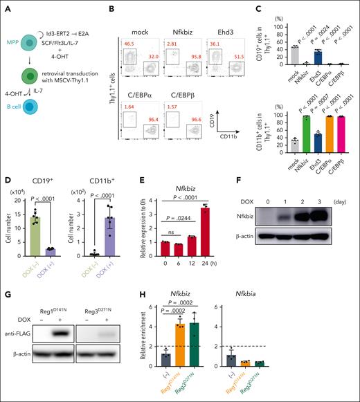 Nfkbiz is a direct target gene for Reg1 and Reg3 that is potent to promote myelopoiesis. (A) Schematic representation for B-cell differentiation of multipotent progenitor (MPPhId3-ERT2) cells retrovirally transduced with MSCV-Thy1.1 vector. Cells were then cultured under B-cell–differentiation condition. (B-C) In vitro B-cell differentiation in MPPhId3-ERT2 cells retrovirally overexpressing Nfkbiz and Ehd3 as well as myeloid-lineage TFs. At day 7, cells were analyzed by flow cytometry. Flow cytometry plots of CD19 and CD11b after gated on Thy1.1+ cells (B) and percentages of CD19+ and CD11b+ Thy1.1+ cells (C) were shown (n = 6 each). (D) Numbers of CD19+CD11b– and CD19–CD11b+ cells in tetO-cre-Reg1fl/flReg3–/– MPPhId3-ERT2 cells cultured under B-cell–differentiating condition in the presence or absence of DOX at day 6 (n = 6 each). (E-F) Quantitative RT-PCR (E) and immunoblot analysis (F) of Nfkbiz in tetO-cre-Reg1fl/flReg3–/– MPPhId3-ERT2 cells at the indicated time points after DOX treatment (n = 3 each in E). Cells were cultured under stem-cell condition for the indicated time. (G) DOX-inducible overexpression of FLAG-tagged Reg1 (D141N) or Reg3 (D271N) in tetO-cre-Reg1fl/flReg3–/– MPPhId3-ERT2 cells. (H) RNA immunoprecipitation quantitative PCR (RIP-qPCR) analysis of a set of genes from lysates of tetO-cre-Reg1fl/flReg3–/– MPPhId3-ERT2 cells expressing FLAG-tagged Reg1 or Reg3 as in (G) (n = 4 each). Data are representative of 2 (B-D, G-H) or at least 3 (E-F) independent experiments. Data are presented as mean ± SD (C-E,H). Statistical significance was calculated by 1-way ANOVA with Holm-Sidak multiple comparisons test (C,E,H) or unpaired 2-tailed Student t test (D).