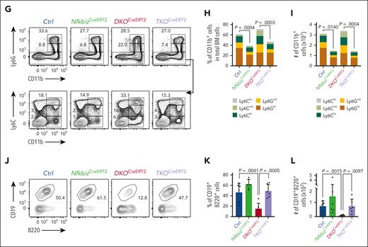 The Reg1/Reg3-Nfkbiz axis controls lymphoid-myeloid fate decision. (A-C) Representative flow cytometry plots (A), frequencies (B) and cell numbers (C) of HSPC subpopulations in mice of the indicated genotypes at day 14 after tamoxifen treatment. Ctrl, CreERT2+Reg1fl/+Reg3+/+Nfkbizfl/+; NfkbizCreERT2, CreERT2+Reg1fl/+Reg3+/+Nfkbizfl/fl; DKOCreERT2, CreERT2+Reg1fl/flReg3–/–Nfkbiz+/+; TKOCreERT2, CreERT2+Reg1fl/flReg3–/–Nfkbizfl/fl (n = 4 each). Asterisks represents P value (∗P < .05; ∗∗P < .01; ∗∗∗∗P < .0001). (D-F) Representative flow cytometry plots (D), and frequency (E) and cell number (F) of B cells in the indicated mice (n = 4 each). (G-I) Representative flow cytometry plots (G) and frequencies (H) and cell numbers (I) of myeloid cells in the indicated mice (n = 4 each). (J-L) In vitro B-cell differentiation using Lin–Kit+IL-7Rα+ FL cells derived from the indicated genotypes. Progenitor cells were differentiated under B-cell–promoting condition in the presence of 4-OHT. Ctrl, CreERT2+Reg1fl/+Reg3+/+Nfkbizfl/+; NfkbizCreERT2, CreERT2+Reg1fl/+Reg3+/+Nfkbizfl/fl; DKOCreERT2, CreERT2+Reg1fl/flReg3–/–Nfkbiz+/+; TKOCreERT2, CreERT2+Reg1fl/flReg3–/–Nfkbizfl/fl. Representative flow cytometry plots (J), frequency (K), and absolute number (L) of CD19+B220+ cells are shown. n = 6. Data are a composite of 2 independent experiments (A-I) or a representative of 2 independent experiments (J-L). Data are presented as mean ± SD (C,E-F,H-I,K-L). Statistical significance was calculated by 1-way ANOVA with Holm-Sidak multiple comparisons test. 4-OHT, 4-hydroxytamoxifen.
