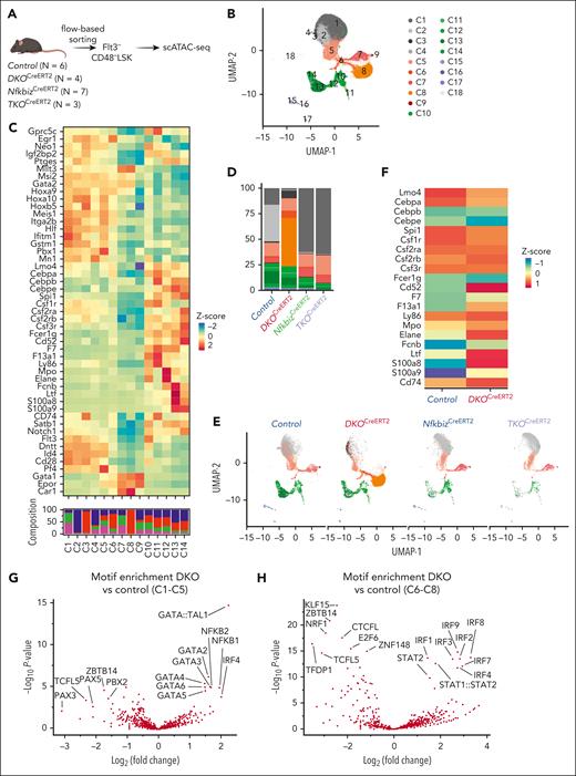 The Reg1/Reg3-Nfkbiz axis regulates lineage priming of HSCs/early MPPs via chromatin remodeling. (A) Schematic representation of scATAC-seq using Flt3–CD48– LSK. In each genotype, samples are pooled from multiple mice to create a single sample for sequencing, as indicated by the number of mice represented. (B) UMAP visualization of all cells obtained from scATAC-seq data. Colors represent the cluster identity. (C) Heatmap showing chromatin accessibility for stemness-related and lineage-associated genes. (D) Cluster distribution of single cells across the indicated genotypes. Colors represent the cluster identity as in (B). (E) A 2-dimensional projection of 13859, 10991, 9936, and 6902 single cells from control, DKOCreERT2, NfkbizCreERT2, and TKOCreERT2, respectively, onto the UMAP plot (B). (F) Heatmap showing differential chromatin accessibilities of the selected myeloid-related gene loci between control and DKOCreERT2 cells in C1 to C5. (G-H) Volcano plot showing the comparison of TF motif enrichment between control vs DKOCreERT2 in C1 to C5 (G) and C6 to C8 (H).