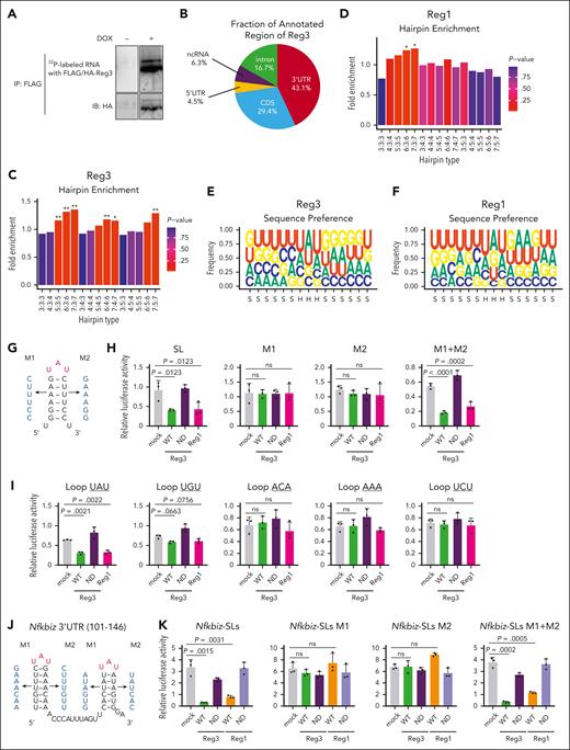 Reg1 and Reg3 recognize the tandem UAU-SL structures present in the Nfkbiz 3’ UTR. (A) Phosphoimage of SDS-PAGE of radiolabelled Reg3-RNA complexes obtained by immunoprecipitation with anti-FLAG antibody. (B) Pie chart deciphering the distribution of Reg3-binding sites obtained by the intersection of 2 biological HITS-CLIP replicates. (C-D) SL enrichments in Reg3- and Reg1-bound CLIP tags of the 3’ UTR compared with 1000 individual sequence permutations. X-axis indicates hairpin types in which the numbers represent the lengths of stem and loop. ∗P < .01; ∗∗P < .001. (E-F) Sequence logo representations of the recognition motives for Reg3 and Reg1. Stem and hairpin regions are indicated as S and H, respectively, below the x-axis. (G) Schematic representation of the artificial SL structure and its mutant forms (M1 and M2) in which the SL structure is disrupted. (H) Luciferase activity was assessed by using pGL3-βGlo plasmids containing the 3’ UTR with SL, M1, M2, and M1+ M2 as shown in (G). HeLa cells were transfected with pGL3 plasmids together with expression plasmids for WT Reg1, WT, or ND mutant of Reg3 (n = 3 each). (I) Luciferase activity was assessed by using pGL3-βGlo plasmids containing the 3’ UTR with a set of loop sequences. The loop sequences tested are shown in the top of figures. Transfection was performed as in (H) (n = 3 each). (J) Schematic representation of mouse Nfkbiz SL structures targeted by Reg1 and Reg3. M1 and M2 represent mutant sequences that no longer form SL structures. (K) Luciferase activity was assessed by using pGL3-βGlo plasmids containing either WT or mutated SL sequences (M1, M2, or M1+ M2) as shown in (J). HeLa cells were transfected with pGL3 plasmids together with expression plasmids for WT or ND mutant of Reg1 and Reg3 (n = 3 each). Data are representative of 2 to 3 independent experiments (H-I,K). Data are presented as mean ± SD (H-I,K). Statistical significance was calculated by 1-way ANOVA with Holm-Sidak multiple comparisons test (H-I,K).
