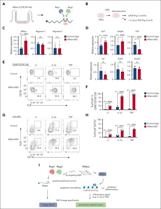 Manipulation of Nfkbiz expression by ASO alters HSC lineage priming toward myeloid lineage. (A) Schematic representation of ASO (shown in red) for Reg1/Reg3-targeting SL structures in the mouse Nfkbiz 3’ UTR. (B) Experimental design for ASO-transduced HSCs. HSCs were electroporated with control oligo or Nfkbiz-targeting ASO. Cells were used for subsequent analyses in (C-H). (C-D) qRT-PCR analysis of Nfkbiz, Reg1, Reg3 and HSC/lineage-related genes in cultured HSCs at day 5 after electroporation (n = 5 each). (E-F) Representative flow cytometry plots and frequency of FcγR expression in CD48–CD150+ LSK from cultured HSCs stimulated with IL-1β or TNF for 24 hours (n = 3 each). (G-H) Representative flow cytometry plots and frequency of FcγR+CD11b+ cells from cultured HSCs stimulated with IL-1β or TNF for 24 hours (n = 3 each). (I) Model of the Reg1/Reg3-Nfkbiz axis in the control of HSC lineage priming. Data are representative of 3 independent experiments (C-H). Data are presented as mean ± SD (C-D,F,H) Statistical significance was calculated by unpaired 2-tailed Student t test (C-D,F,H).
