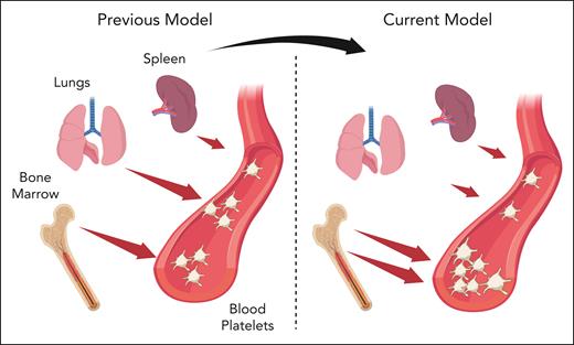Extramedullary megakaryocytes and contribution to physiological platelet production. Previous studies have reported that bone marrow and lung megakaryocytes equally contribute to platelet production in mice. The current model, based on the relative megakaryocyte abundance, phenotype, and ex vivo capacity of proplatelet formation, suggests that bone marrow is the primary site of thrombopoiesis, whereas extramedullary megakaryocytes in the lung and spleen are marginally involved in the maintenance of circulating platelet mass. Created with BioRender.com.