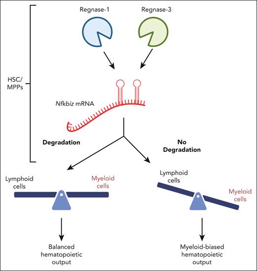 Reg1/3 degrade Nfkbiz mRNA and mediate HSPC lineage choice. Reg1/3 normally ensure that Nfkbiz is degraded, thereby preserving balanced lymphomyeloid output. However, in the absence of Reg1/3, HSC/MPP become strongly myeloid skewed. Figure adapted from the article by Uehata et al that begins on page 243.