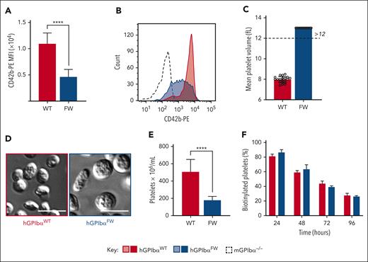 Disruption of GPIbα-flnA interaction induces macrothrombocytopenia with reduced GPIb expression. (A) Anticoagulated whole blood from hGPIbαWT and hGPIbαFW mice was assessed for platelet GPIb surface expression by flow cytometry using anti–CD42b-PE Ab. The results are expressed as the mean fluorescence intensity of the gated platelet population (mean ± SEM of n = 20 pairs of hGPIbαWT and hGPIbαFW mice; ∗∗∗∗P < .0001, unpaired t test.). (B) Representative histograms of GPIbα expression (CD42b-PE) in hGPIbαWT (red), hGPIbαFW (blue), and mNull (broken black line) platelets in whole blood. (C) EDTA-anticoagulated whole mouse blood was assessed using a Sysmex blood analyzer for mean platelet volume. Graph demonstrates mean ± SEM of 10 mice from each strain. (D) Representative DIC images of fixed platelets adherent to VWF/botrocetin matrix (scale bar, 3 μm). (E) Platelet count in EDTA-anticoagulated whole blood from hGPIbαWT and hGPIbαFW mice was determined using a Sysmex blood analyzer. Results represent the mean ± SEM of hGPIbαWT and hGPIbαFW mice (n = 20 of each strain), ∗∗∗∗P < .0001, unpaired t test. (F) In vivo platelet life span was determined for hGPIbαWT and hGPIbαFW mice using in vivo biotinylation. Results depict the mean ± SEM of hGPIbαWT and hGPIbαFW mice (n = 4 and n = 5, respectively), P = .8162 for strain comparisons, 2-way ANOVA. Ab, antibody; ANOVA, analysis of variance; SEM, standard error of the mean.