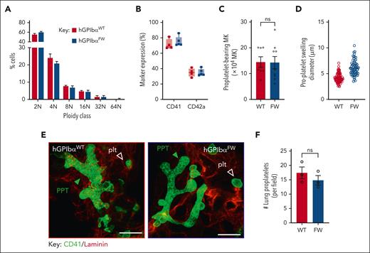Disrupted GPIbα-flnA interaction does not impair megakaryocyte differentiation or proplatelet production in vitro or in the lung in vivo. (A) MK ploidy was determined for WT and FW MKs using PI staining of day-5 cultured MKs and flow cytometry. Results represent the mean ± SEM of hGPIbαWT and hGPIbαFW mice, (n = 5 and n = 6, respectively); P = .8347 for strain comparison, 2-way ANOVA. (B) MK differentiation was assessed by surface expression of GPIIb-IIIa and GPIb-IX using anti–CD41-PE and anti–CD42a-FITC antibodies, respectively, on day-5 cultured cells using flow cytometry, with results depicting percentage of positively stained vs total cells (mean ± SEM; n = 4 mice). (C) The number of proplatelet bearing MKs at day 4 culture was quantified for hGPIbαWT and hGPIbαFW mice. Results represent the mean ± SEM (n = 6-8; P = .87, unpaired t test). (D) The size of individual proplatelet terminal swellings produced by each genotype was quantified using CD42c staining and Zeiss Zen Software and/or Image J. The size represents the maximal transverse length of each proplatelet swelling, with data derived from ∼102 and 65 swellings, 16 and 13 megakaryocytes, from 2 independent hGPIbαWT and hGPIbαFW mice, respectively. (E) The lungs of hGPIbαWT and hGPIbαFW mice were sectioned and subjected to CD41 and laminin immunostaining. Representative 3D confocal images demonstrating pulmonary proplatelets in hGPIbαWT and hGPIbαFW mice (scale bars, 10 μm). Proplatelets were differentiated from other CD41 stained platelets by their large size, branched morphology and within alveolar septa. (F) The number of proplatelets in 4 × 1170 μm2 lung areas was quantitated and the results represent the mean ± SEM of 3 mice per strain (P = .37, unpaired t test). SEM, standard error of the mean.