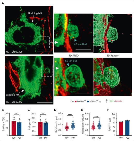 GP1bα-flnA interaction does not impair megakaryocyte budding in bone marrow. (A-F) Femoral bone marrow cryosections were immunostained with anti-CD41 (for platelets and MKs), anti-laminin (for sinusoids), and/or anti–P-selectin or anti-VWF (for granule stored content) antibodies and examined with confocal or STED fluorescence microscopy, as described under “Methods.” (A) Representative STED images showing MK budding into sinusoids, with the buds projected in 3D STED and bud size indicated by arrowheads (maximal transverse diameter). Scale bars of 10 μm (2D STED, left panel) and 3 μm (3D STED, right panel) and projected as a surface render using Imaris. (B) Graph showing percentage of hGPIbαWT and hGPIbαFW MKs undergoing budding in 10 μm thick BM cryosections (4 × 50 000 μm2 fields per mouse were examined). (C) Number of buds per MK was determined for budding hGPIbαWT and hGPIbαFW MKs. Bud size (D) and sinusoidal platelet size (E) was determined using maximal transverse diameter on optical sections. A total of 35 to 40 MKs and platelets were assessed per mouse. Graphs represent mean ± SEM (n = 5-6 mice; ∗∗∗∗P < .0001). (F) The VWF containing buds in hGPIbαWT and hGPIbαFW mice were determined by immunostaining of bone marrow cryosections with anti-CD41 and anti-VWF Abs and confocal microscopy. The results are percentage of VWF+ buds over total buds examined (>20 CD41+ surface projections from each of n = 3 mice were examined). Ab, antibody; BM, bone marrow; SEM, standard error of the mean.