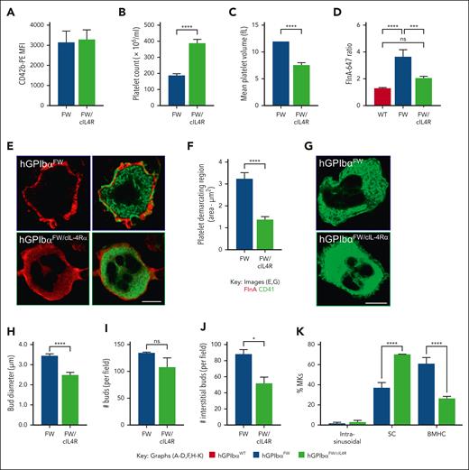 Expression of cIL-4Rα ameliorates macrothrombocytopenia. (A) Anticoagulated whole blood from and hGPIbαFW and hGPIbαFW/cIL-4Rα mice was assessed for platelet GPIbα surface expression by flow cytometry using anti-CD42b Ab-PE. The results are the mean fluorescence intensity of gated platelet population (mean ± SEM of n = 10 pairs hGPIbαFW and hGPIbαFW/cIL-4Rα mice). (B-C) Platelet count (B) and mean platelet volume (C) were analyzed using EDTA-anticoagulated whole blood from hGPIbαFW and hGPIbαFW/cIL-4Rα mice on a Sysmex blood analyzer. Graphs show mean ± SEM of 20 and 13 mice, respectively; ∗∗∗∗P < .0001. (D-E) The effect of ILR4 expression on flnA distribution was evaluated in hGPIbαFW/cIL-4Rα bone marrow megakaryocytes using confocal microscopy. (D) Fluorescence intensity ratios of peripheral relative to the cytoplasmic flnA (5 random 1 μm2 regions from the central and peripheral regions of hGPIbαWT and hGPIbαFW megakaryocytes, as depicted in supplemental Figure 4); ∗∗∗∗P < .0001, ∗∗∗P < .001, 1-way ANOVA with Bonferroni post-test. At least 10 megakaryocytes were analyzed from each of 4 hGPIbαFW and 3 hGPIbαFW/cIL-4R mice. (E) Representative confocal images of hGPIbαFW and hGPIbαFW/cIL-4Rα bone marrow megakaryocytes showing homogenous flnA and organized CD41 distribution throughout the cytoplasm in hGPIbαFW/cIL-4Rα mice, in contrast to periphery flnA and disorganized CD41 in hGPIbαFW (93× glycerol objective; scale bar, 10 μm). (F-G) The DMS of hGPIbαFW/cIL-4Rα mice was analyzed after staining of femoral cryosections with anti-CD41 Ab and STED imaging. (F) Quantitation of the area of platelet demarcating territories within the cytoplasm of at least 5 megakaryocytes from each of 3 pairs of mice; ∗∗∗∗P < .0001 (G) Representative STED image demonstrating well-organized DMS in hGPIbαFW/cIL-4Rα bone marrow megakaryocytes, relative to hGPIbαFW cells (93× glycerol objective; scale bar, 10 μm). (H-K) Quantitation of bud diameter (performed as described under Methods, H), total CD41+ buds (I), interstitial buds (J) and MK location (intrasinusoidal), sinusoidal contact (SC), or bone marrow hematopoietic compartment (BMHC) (K) per 370 μm2 field generated from tile scans in hGPIbαFW and hGPIbαFW/cIL-4Rα. Graphs show the mean ± SEM of 3 mice; ∗P < .05, ∗∗∗∗P < .0001, unpaired 2-tailed t test or 2-way ANOVA as appropriate. Ab, antibody; ANOVA, analysis of variance; SEM, standard error of the mean.