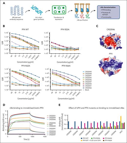 Overview of PF4-specific rAb generation and PF4 binding properties. (A) Schematic overview of rAb generation and characterization. (B) PF4-binding rAbs were measured by ELISA. PF4 was directly coated onto 96-well ELISA plates, and rAbs were tested in serial dilutions starting from 60 μg/mL. Results are expressed as chemiluminescence (LUM). (C) Surface representations of a model of the paratope of CR22046 and of the structure of PF4 showing the electrostatic potentials. Clustered negatively charged residues in CR22046 and clustered positively charged residues in PF4 are labeled with white characters. For the CR22046 rAb, the numbering is according to Kabat. (D) Real-time binding curves as measured by BLI were obtained by dipping streptavidin sensors with immobilized PF4-biotin into wells containing 5 μg/mL of each antibody (Ab) for 900 seconds, followed by a dissociation of 600 seconds in empty buffer (10× kinetic buffer). (E) BLI-binding responses were obtained by dipping anti-human Fc sensors with immobilized rAbs into wells containing 3.1 μg/mL of each PF4 mutant. The binding of anti-PF4 rAbs to PF4–wild type (WT) was also tested in the presence of 0.25 U/mL heparin (UFH: yellow bars), except for CR22091, which is indicated with an asterisk (∗). Binding responses after 300 seconds were normalized to the binding responses obtained for PF4-WT. H/L, heavy/light; MS, mass spectrometry.