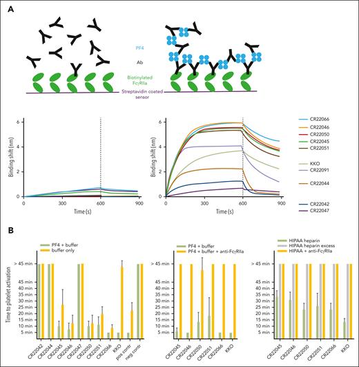 Functionality of PF4-specific rAbs. (A) PF4 antibody (Ab) complex detection assay. Schematic representation showing only minor binding of IgG1 anti-PF4 rAbs to FcγRIIa due to low affinity (top left) and high binding responses of immune complexes formed on the addition of PF4, thereby increasing avidity (top right). BLI assay with immobilized FcγRIIa, which is dipped into wells containing anti-PF4 rAbs without PF4 (bottom left panel) or with PF4 (right panel), followed by a dissociation step in empty buffer. (B) PF4-induced platelet activation assay (PIPAA). PF4 + buffer compared with buffer alone (left), or PF4 + buffer compared with PF4 + buffer + FcγRIIa-blocking monoclonal antibody (middle). Heparin-induced platelet activation assay (right). Heparin (2 U/mL) compared with excess heparin (1000 U/mL) or heparin + FcγRIIa-blocking monoclonal antibody. Each rAb was tested in quadruplicate with 4 different donor platelet suspensions. Each bar represents the mean with SD of the quadruplicate tests. The comparison was performed with platelets from the same donors. The time to platelet activation (aggregation, visual readout every 5 minutes) is displayed. A time of ≤45 minutes is considered positive, and >45 minutes is considered negative. Positive control (pos contr): pooled human sera with known strong positive (5- or 10-minute) results in PIPAA. Negative control (neg contr): inert serum from healthy control with blood group AB.