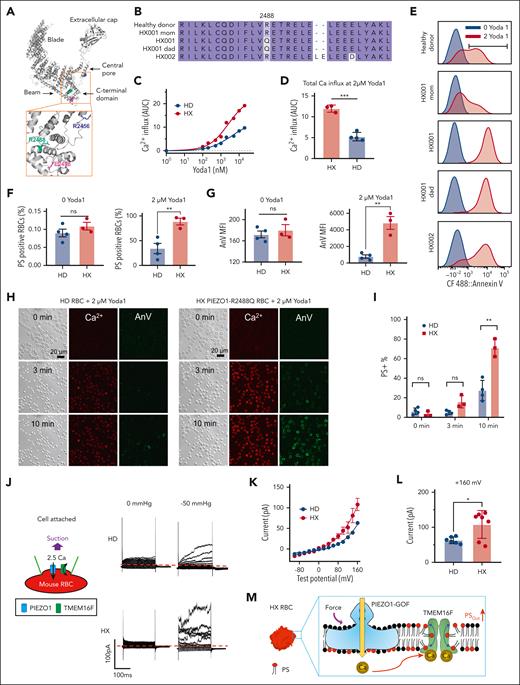 PIEZO1-TMEM16F coupling is enhanced in the RBCs from patients with HX with GOF PIEZO1 mutations. (A) Spatial distribution of 3 PIEZO1-HX mutations in a PIEZO1 structure. (B) Sequence alignment of PIEZO1 of HDs and patients with HX. (C) Yoda1 dose-dependent increase of intracellular Ca2+ in HD and HX RBCs. The results were averaged from 4 HD samples and 3 HX samples. Measurement of each sample was repeated at least 3 times. (D) Total Ca2+ influx shown in panel C as quantified by area under curve (AUC). (E) Flow cytometry analysis of 2 μM Yoda1-induced PS exposure in RBC samples from HD and patients with HX. (F) Percentage of PS-positive cells in RBCs of HDs and patients with HX with and without Yoda1 treatment. (G) AnV mean fluorescence intensity (MFI) in RBCs of HDs and patients with HX with (right) and without (left) Yoda1 treatment. MFI was calculated as geometric mean in FCS Express software. (H) Representative images of 2 μM Yoda1-induced PS exposure reported by AnV in RBCs from an HD and HX001 patient. (I) The averaged percentage of PS-positive cells in HDs (n = 4) and patients with HX (n = 3) at different time points after Yoda1 induction. For panels D,F-G,I, each dot represents the average of at least 3 repeats for each blood sample (n = 3 and 4 for HD and HX, respectively). Unpaired 2-sided Student t test. ∗∗P < .01; ∗∗∗P < .001; ns, no significance. (J) Representative cell-attached patch-clamp recording (schematic on left) in HD and HX001 RBCs elicited by a –50 mmHg negative pressure. The membrane was depolarized by voltage steps from –100 mV to +160 mV with 20 mV increment. A total of 2.5 mM Ca2+ was included in the pipette and a holding voltage at –60 mV enables Ca2+ influx and subsequent activation of endogenous TMEM16 current. (K) I-V relationship of suction-induced currents recorded in panel J. (L) Statistical analysis of peak current amplitude at +160 mV. The results are presented as mean ± SEM (unpaired 2-sided Student t test, ∗P < .05, n = 6 and 7 for WT and HX, respectively). (M) Illustration of enhanced PIEZO1-TMEM16F coupling resulting in elevated PS exposure.