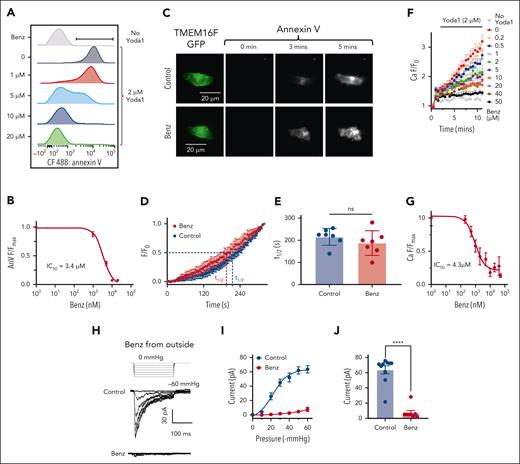 Benzbromarone (Benz) suppresses Yoda1-induced PS exposure by inhibition of PIEZO1. (A) Benz dose-dependently inhibits Yoda1-induced PS exposure in HX001 RBCs. The flow cytometry experiments were done using CF488-AnV as a PS marker. (B) Benz dose-dependently inhibits Yoda1–induced PS exposure in HX001 RBCs. The AnV signals were normalized to zero Benz condition. The signals were fitted with the Hill equation (see “Methods”). Three independent repeats were done for each Benz concentration. (C) Representative PCLSF images of TMEM16F-mediated PS exposure in the absence (top) and presence of 20 μM extracellular Benz (bottom). Images were acquired every 5 seconds after membrane break-in under whole-cell configuration. TMEM16F was activated by pipette Ca2+. (D) Time course of TMEM16F-mediated PS exposure under PCLSF with and without Benz. t1/2 is the time for the AnV intensity to reach half maximum within the recorded time frame. The results are presented as mean ± SEM (n = 7 for each group). (E) Comparison of t1/2 with and without Benz. The results are presented as mean ± SEM. Statistical analysis was done by unpaired 2-sided Student t test (ns means no significant, n = 7 for each group). (F) Benz dose-dependently inhibits Yoda1 (2 μM)-induced Ca2+ influx in HX001 RBCs. Error bars represent SEM from 4 independent repeats. (G) Dose-response curve of Benz inhibition on Yoda1-induced Ca2+ influx in HX001 RBCs. The signals were normalized to zero Benz condition. The Ca2+ signals were fitted with the Hill equation (see “Methods”). (H) Representative cell-attached patch-clamp recording of PIEZO1 current in the presence and absence (Control) of 20 μM Benz in the pipette solution. Human PIEZO1 was overexpressed in HEK293T cells. The current was elicited by pressure clamp from 0 to −60 mmHg with a holding potential at −80 mV. (I) PIEZO1 current-pressure relationship with and without extracellular Benz. Error bars represent SEM (n = 10 and 8 for control and Benz group, respectively). (J) PIEZO1 current amplitudes at –60 mmHg with and without extracellular Benz. Statistical analysis was done by unpaired 2-sided Student t test. (∗∗∗∗P < .0001, n = 10 and 8 for control and Benz groups, respectively).