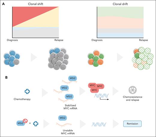 T-ALL clonal dynamics and MSI2. (A) Two patterns of clonal evolution in response to treatment were identified in T-ALL. In clonal shift, there is substantial reshuffling of clonal composition after treatment, whereas in clonal drift no major clonal alterations occur, with most variation from diagnosis to relapse occurring at the transcriptional level. (B) Analysis of clonal drift resulted in the identification of a MSI2-MYC axis driving T-ALL relapse that can be counteracted by small molecule inhibition of MSI2. mRNA, messenger RNA. Illustration by Marta B. Fernandes.