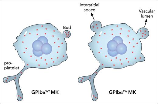 The major difference between GPIbαWT and GPIbαFW MKs is not in the proplatelet formation therein, but in the size and location of the buds. This could nicely explain macrothrombocytopenia associated with the FW mutation that disrupts the GPIbα-FlnA interaction. Professional illustration by Patrick Lane, ScEYEnce Studios.